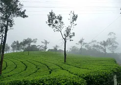 Indimasi Healing Village