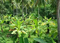 Indimasi Healing Village