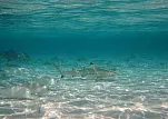 Fihalhohi Island Resort