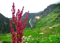 Indimasi Healing Village