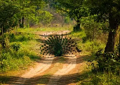 Indimasi Healing Village