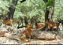 Indimasi Healing Village