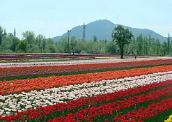 Indimasi Healing Village