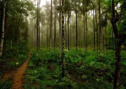 Indimasi Healing Village