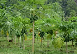 Indimasi Healing Village